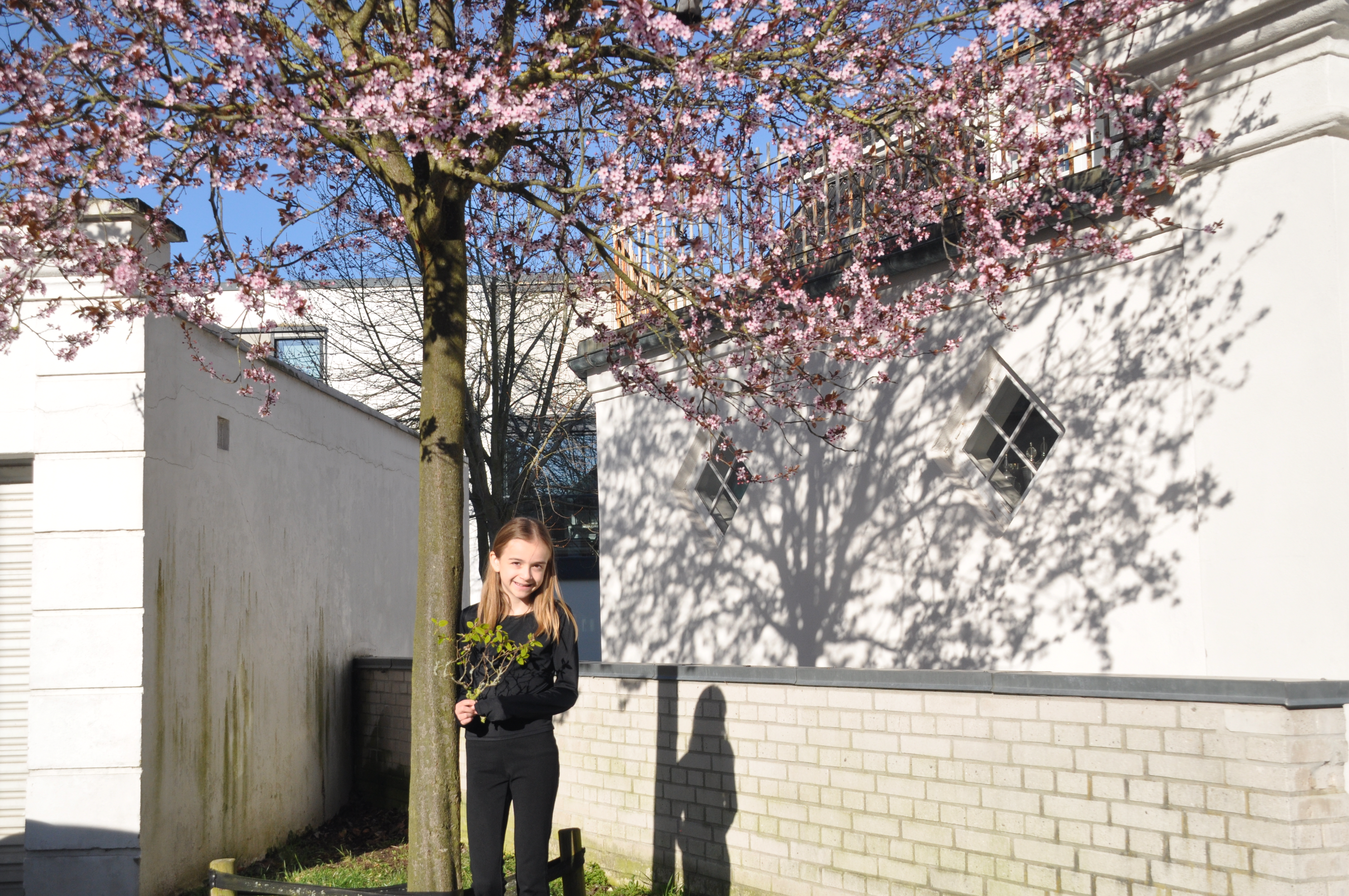 Årets første bøgegren 2025